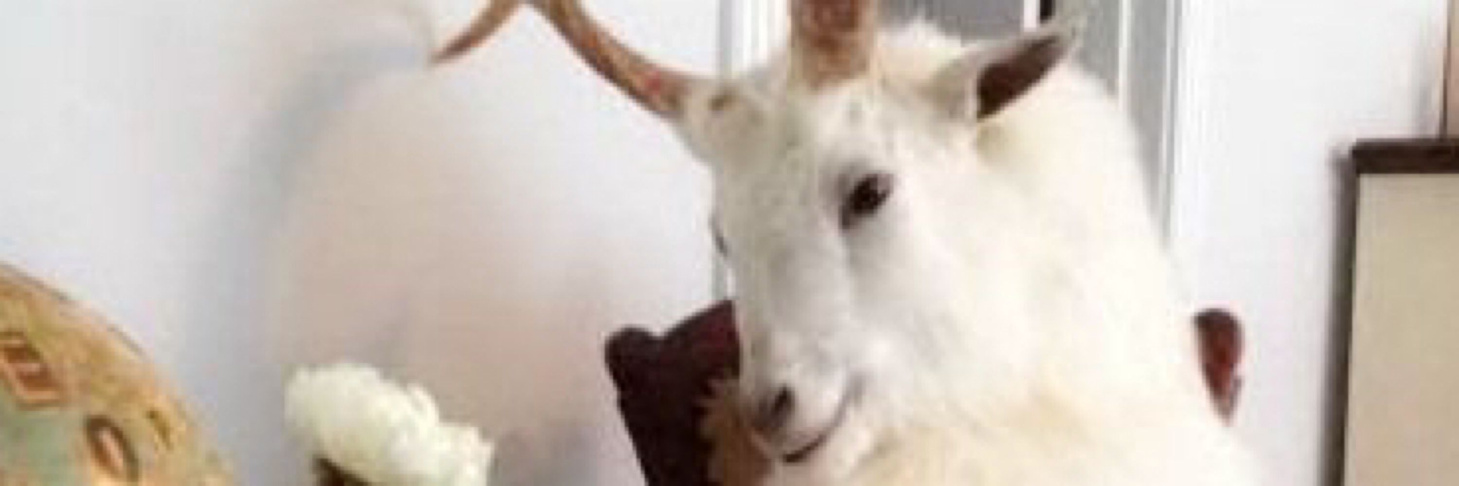reinertt 