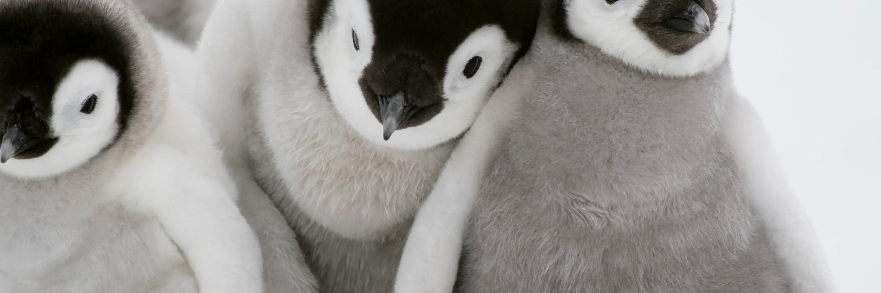 Tariff Penguin