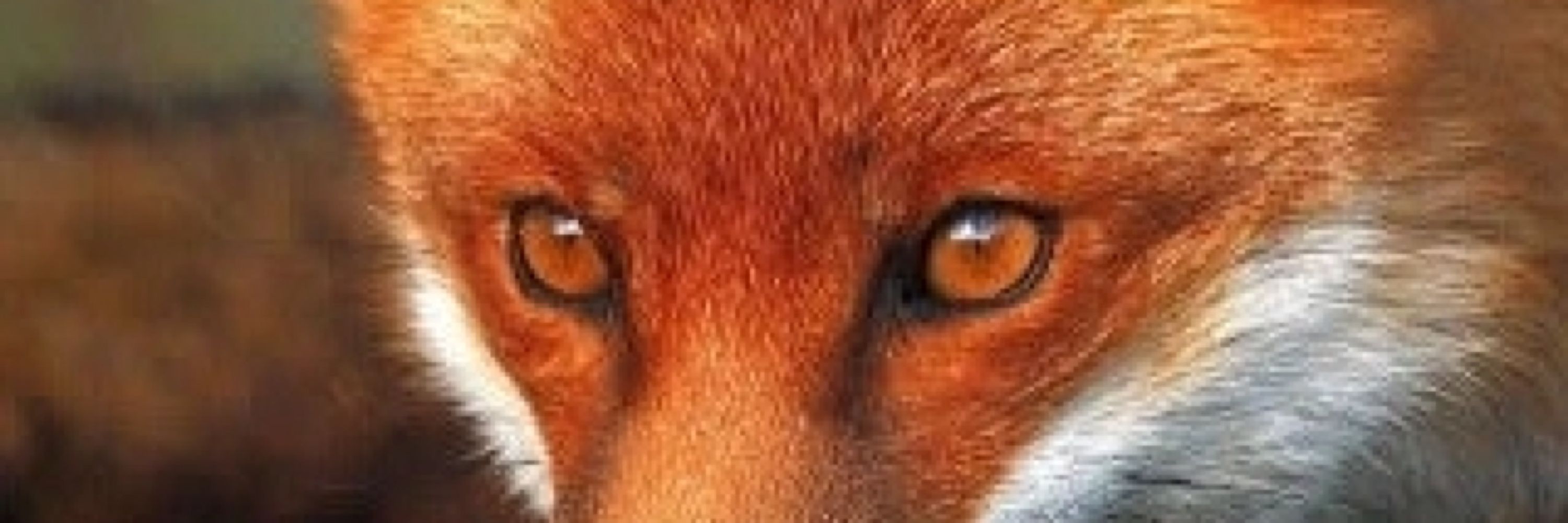 Mayara Cintra🦊