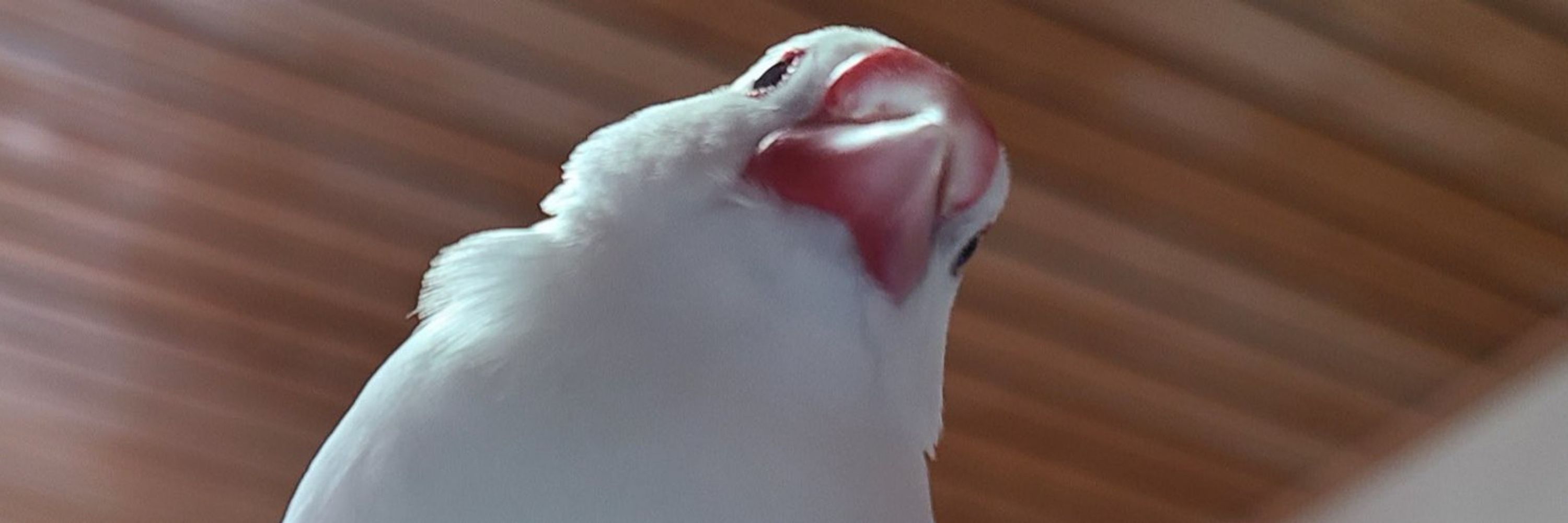 みすてあ