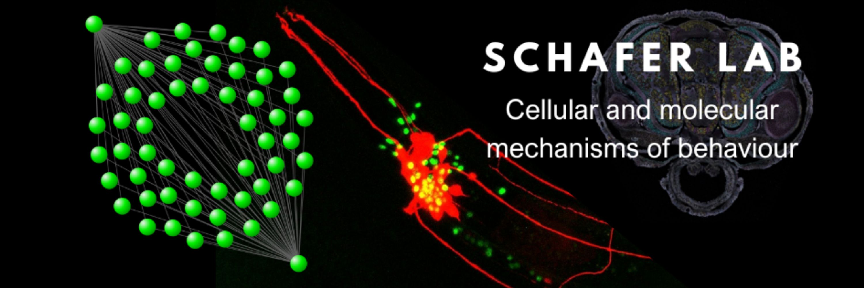 Schafer Lab