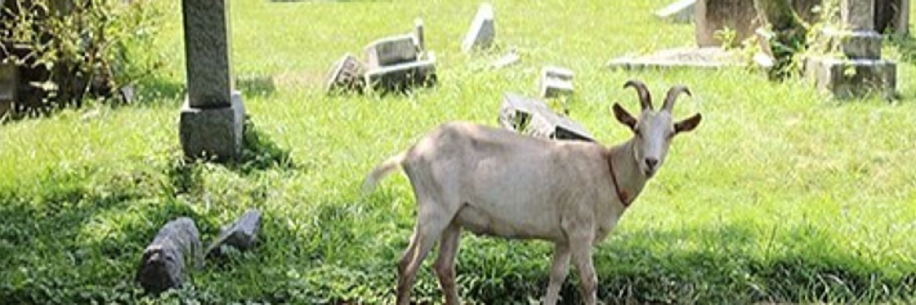 🐐