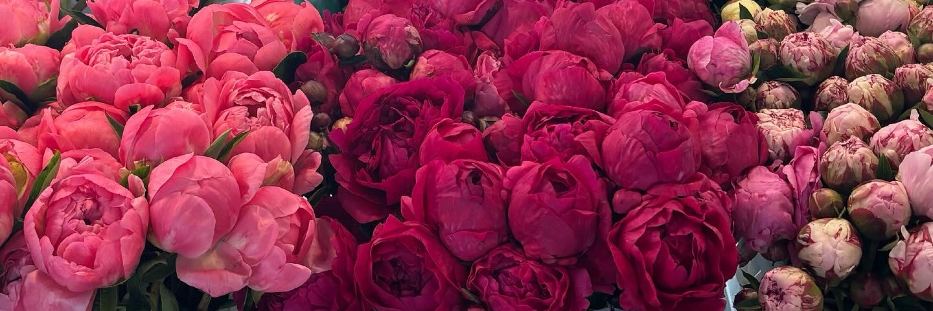 Rose Shattell