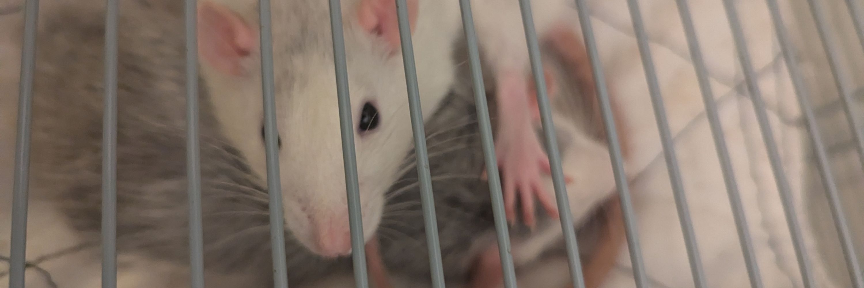 Mittens🐀
