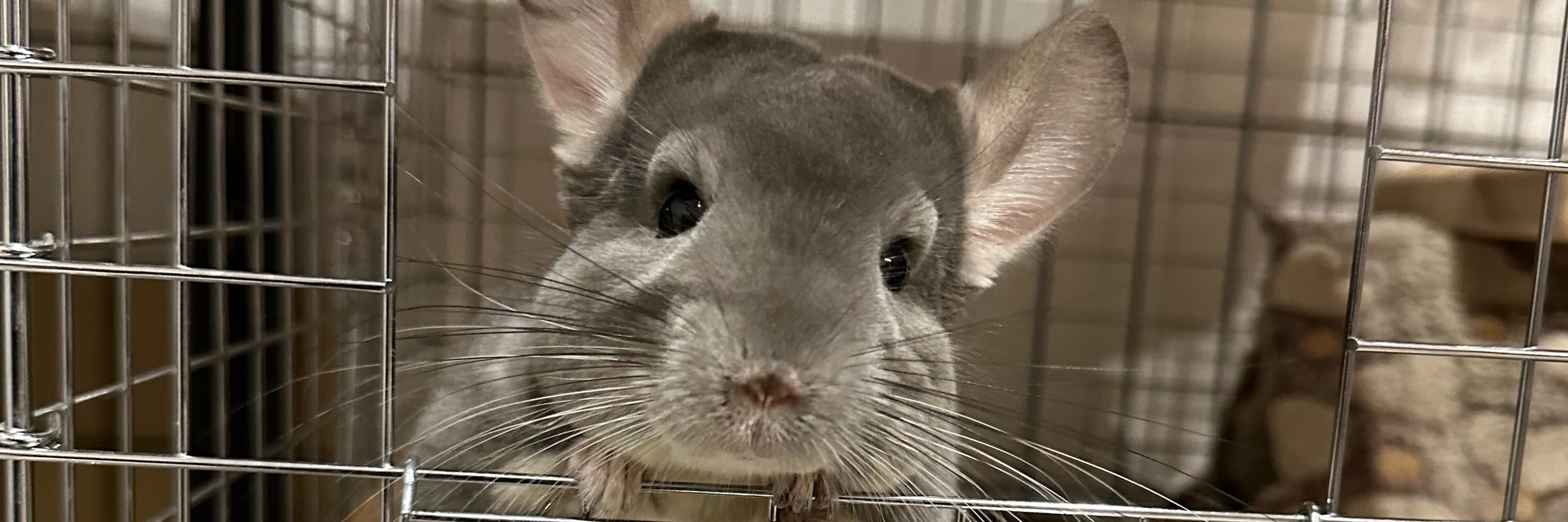 Merumi🐭