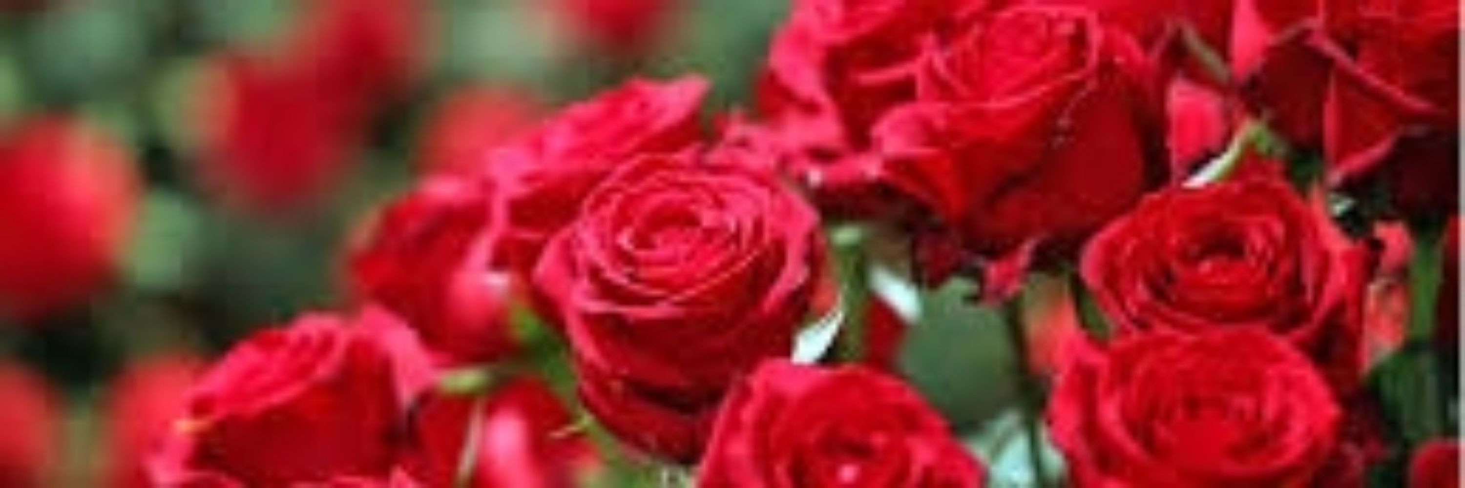 Rosa Flor