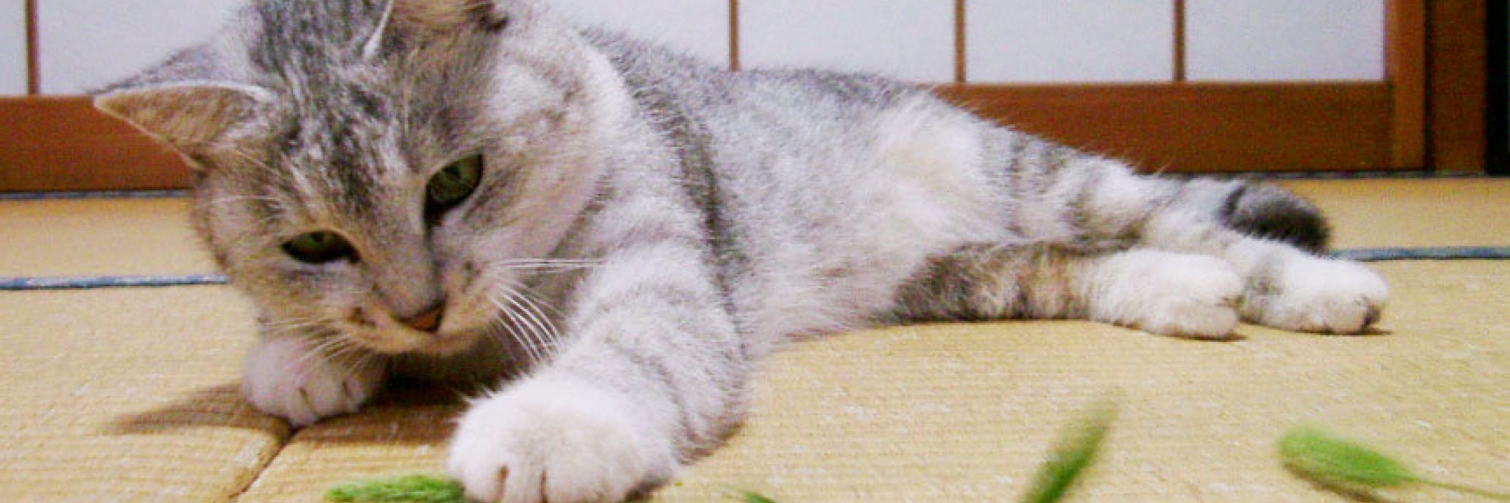 しまにゃんこ🐈🌙⭐️