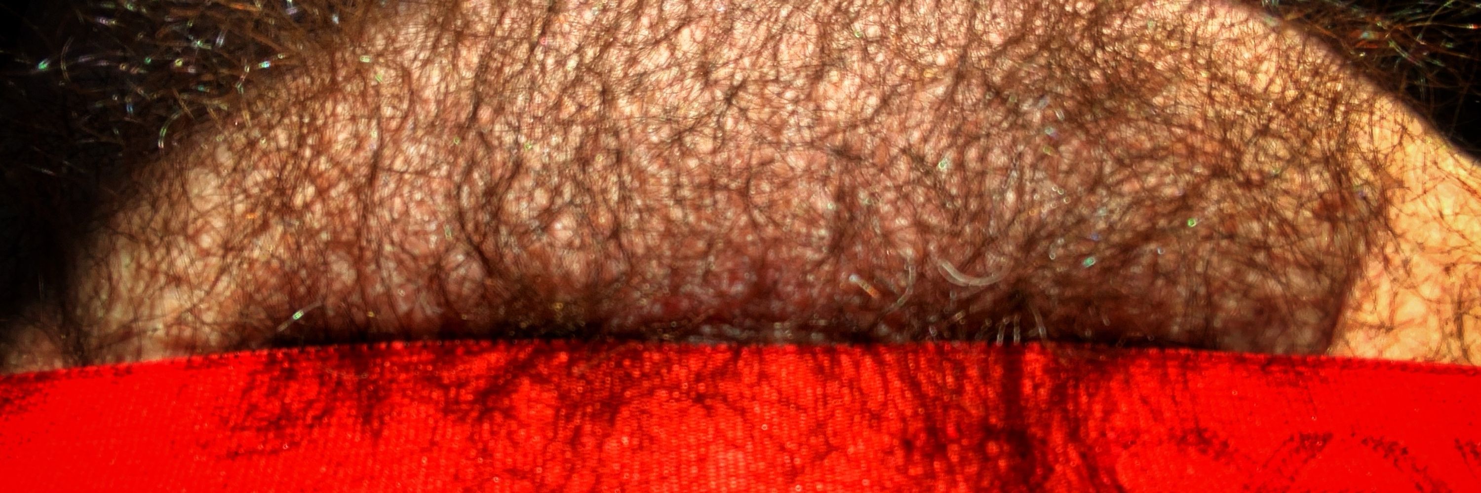 Hairy Hamlin