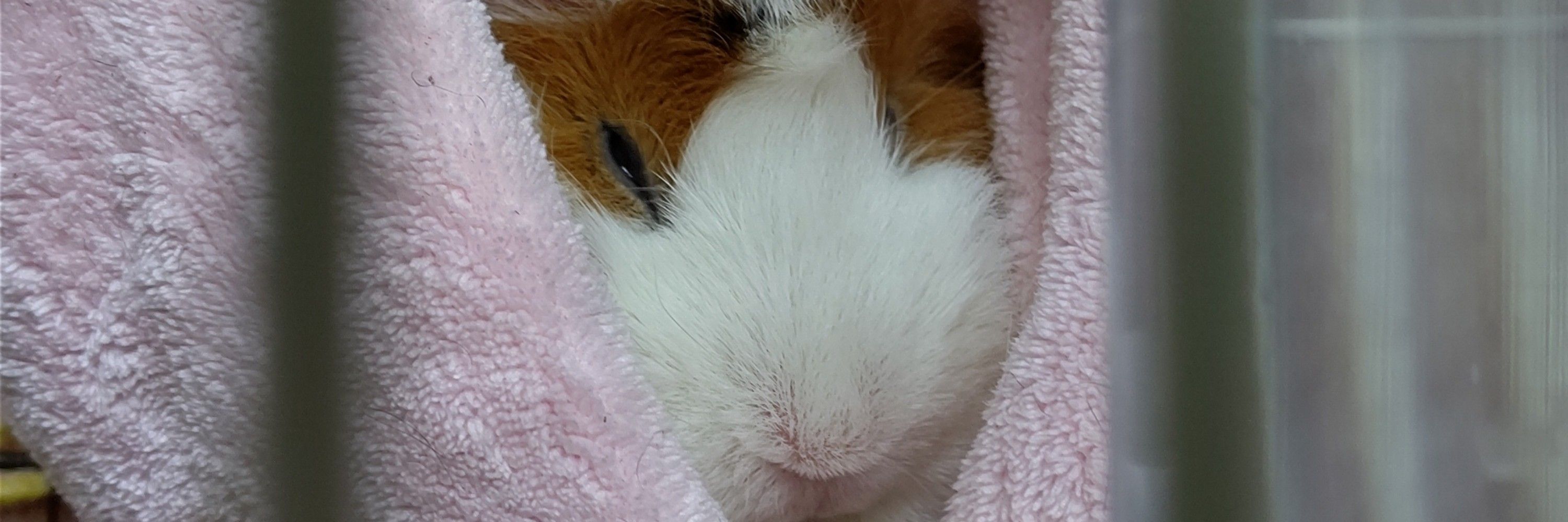 せんたろ