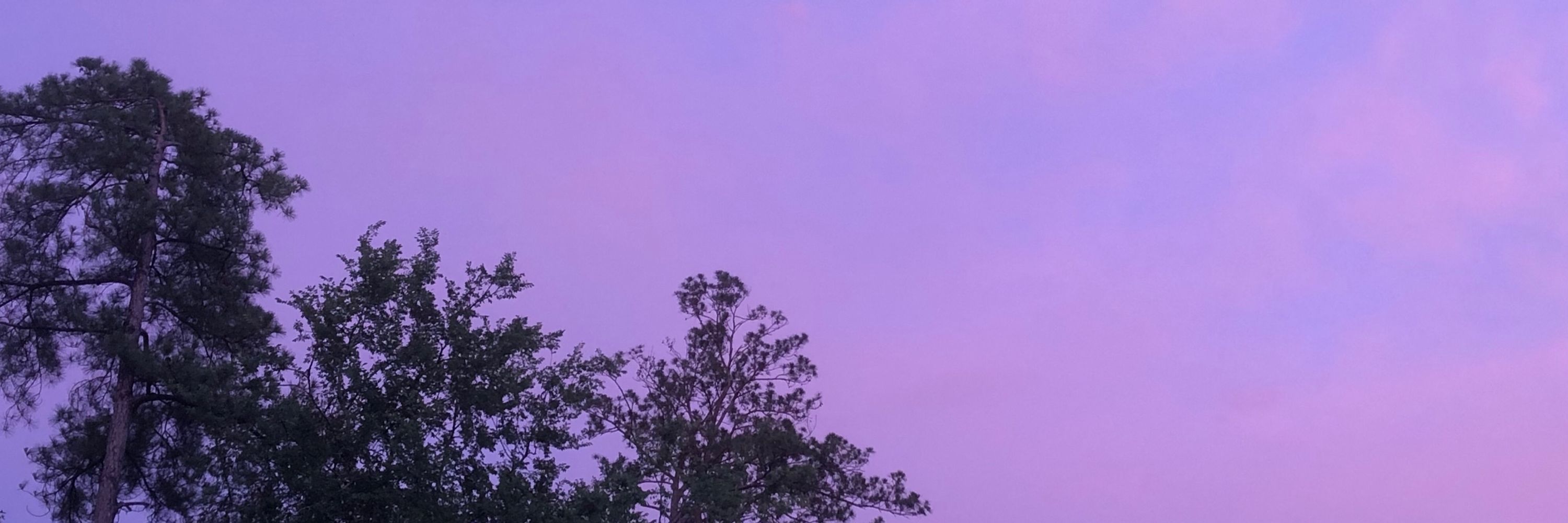 Purp