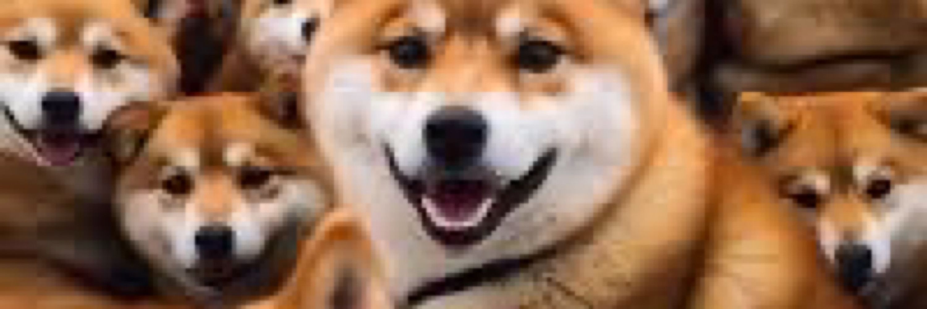 Sakapus