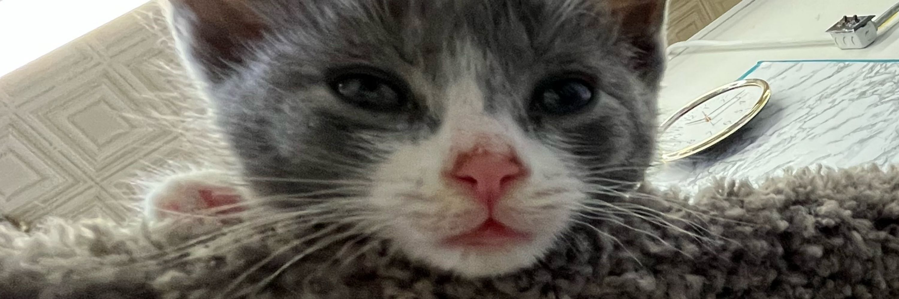 Nyan