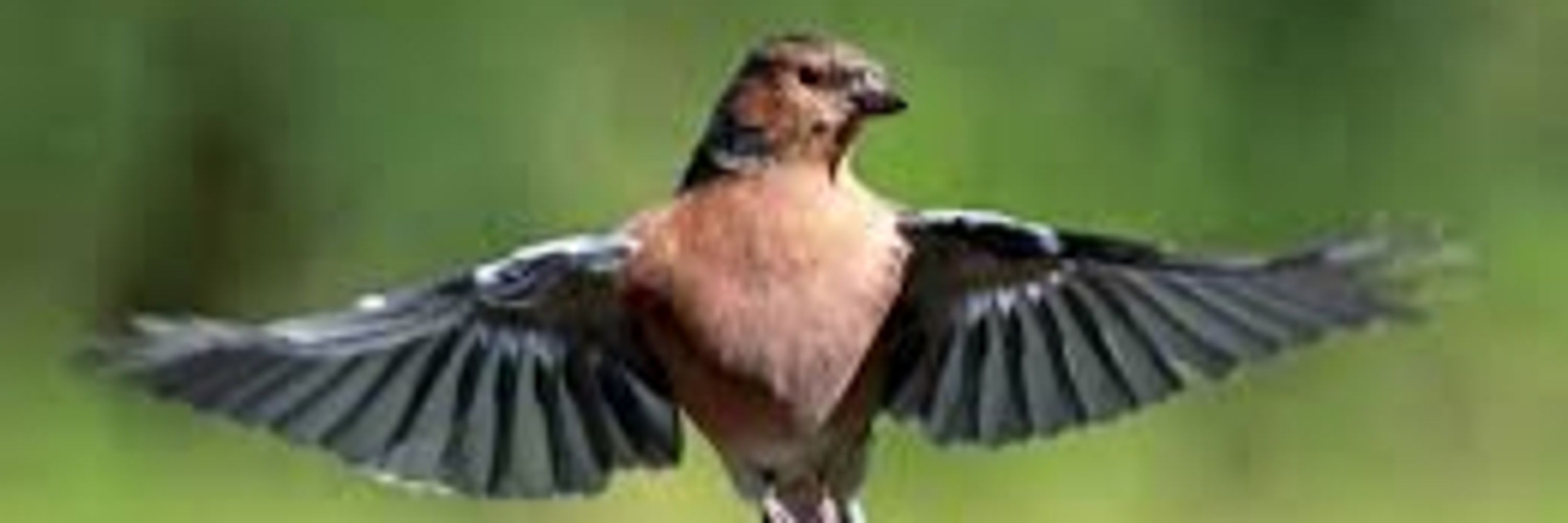 Kevin the Chaffinch