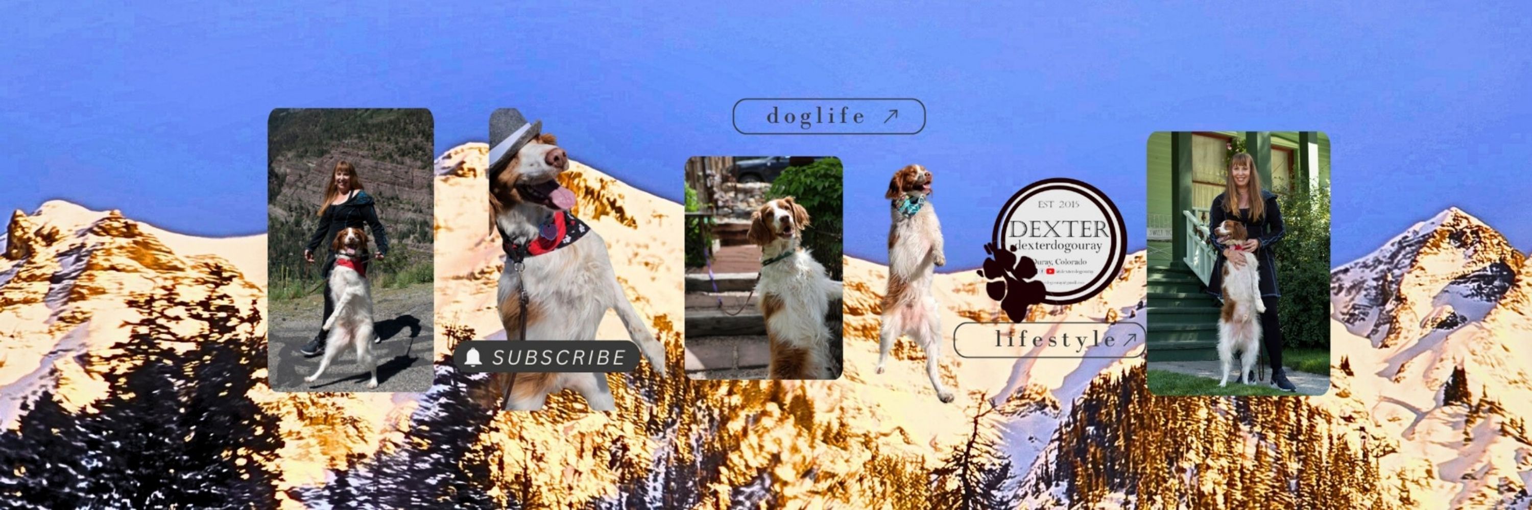 dexterdogouray 🐾 dog