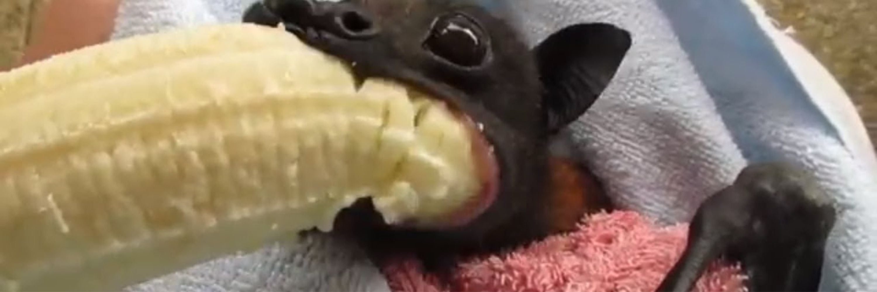 Scrunt 2