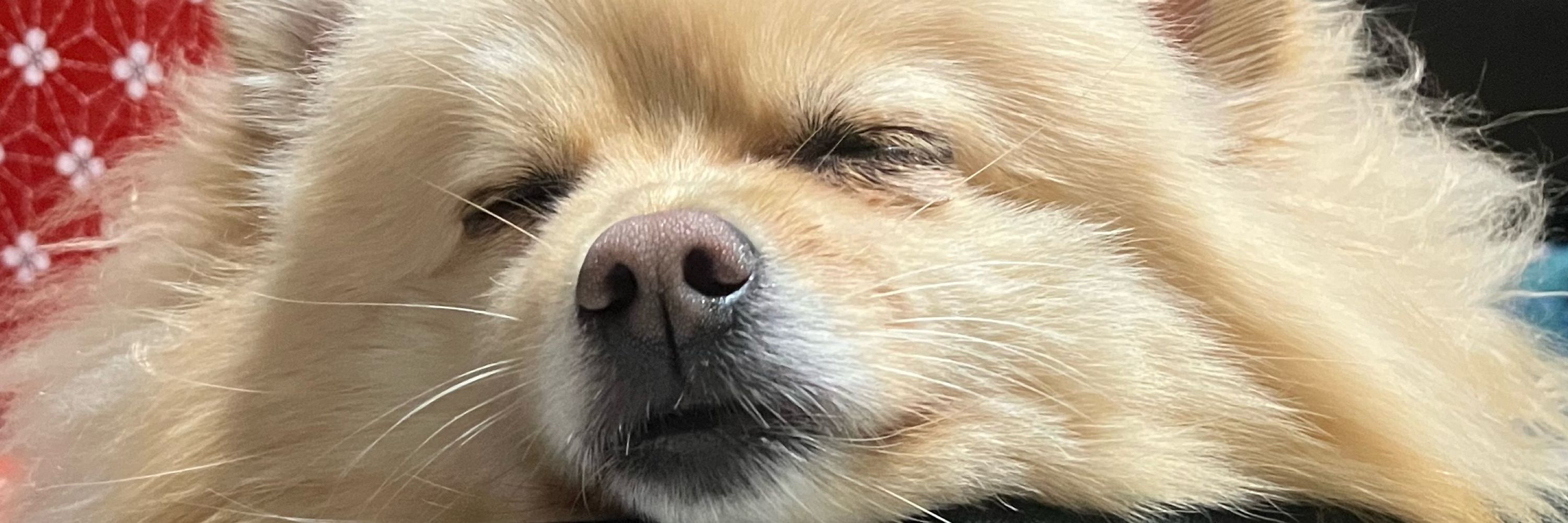 もやし