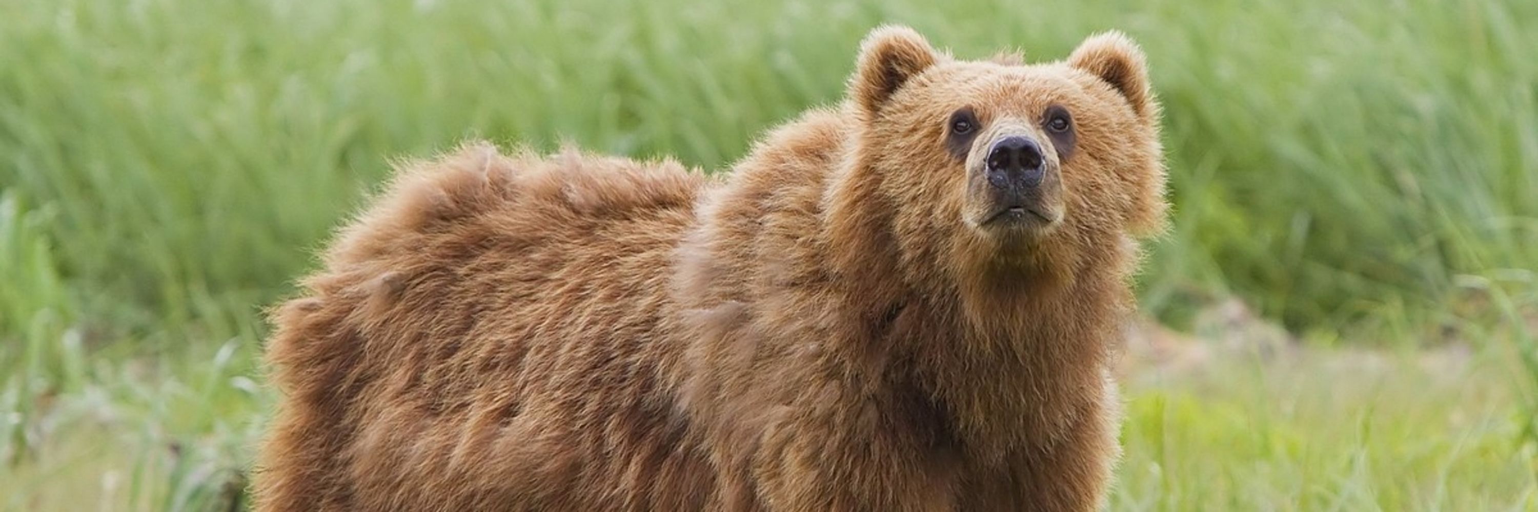 Bear 🐻