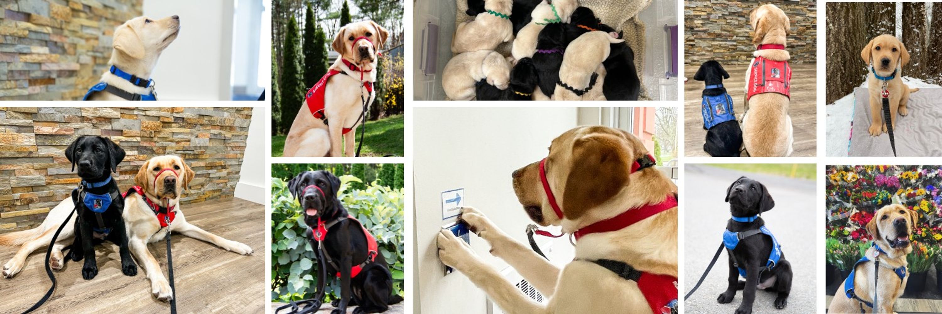 NEADS World Class Service Dogs