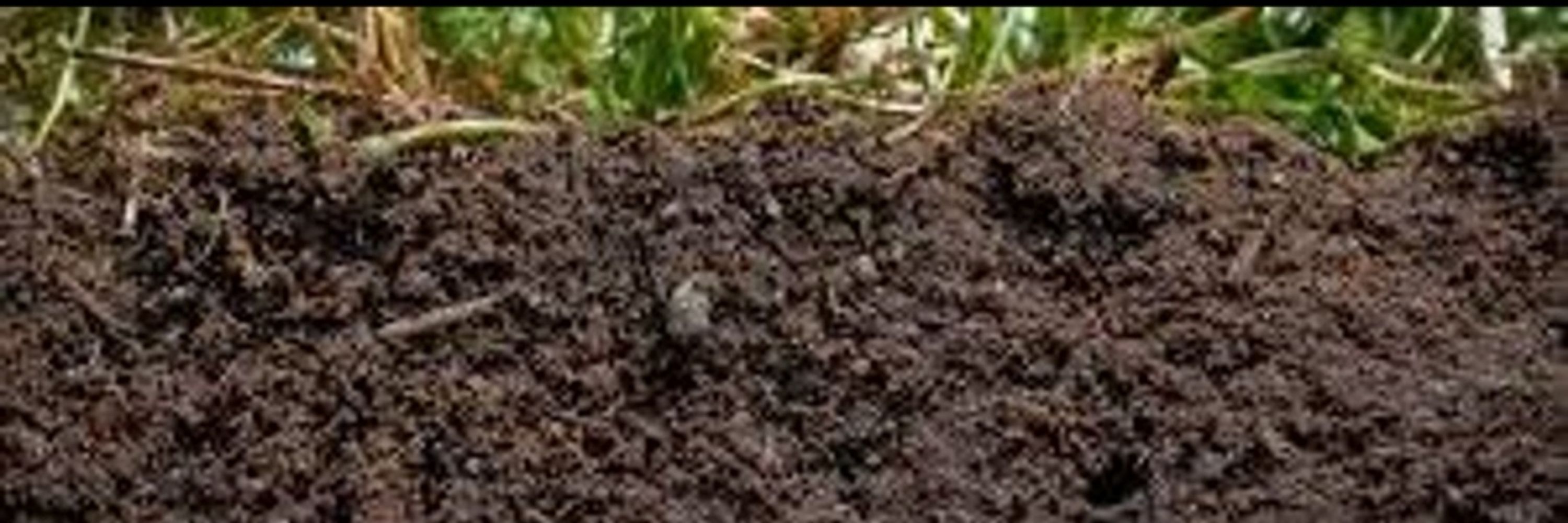 Dirt