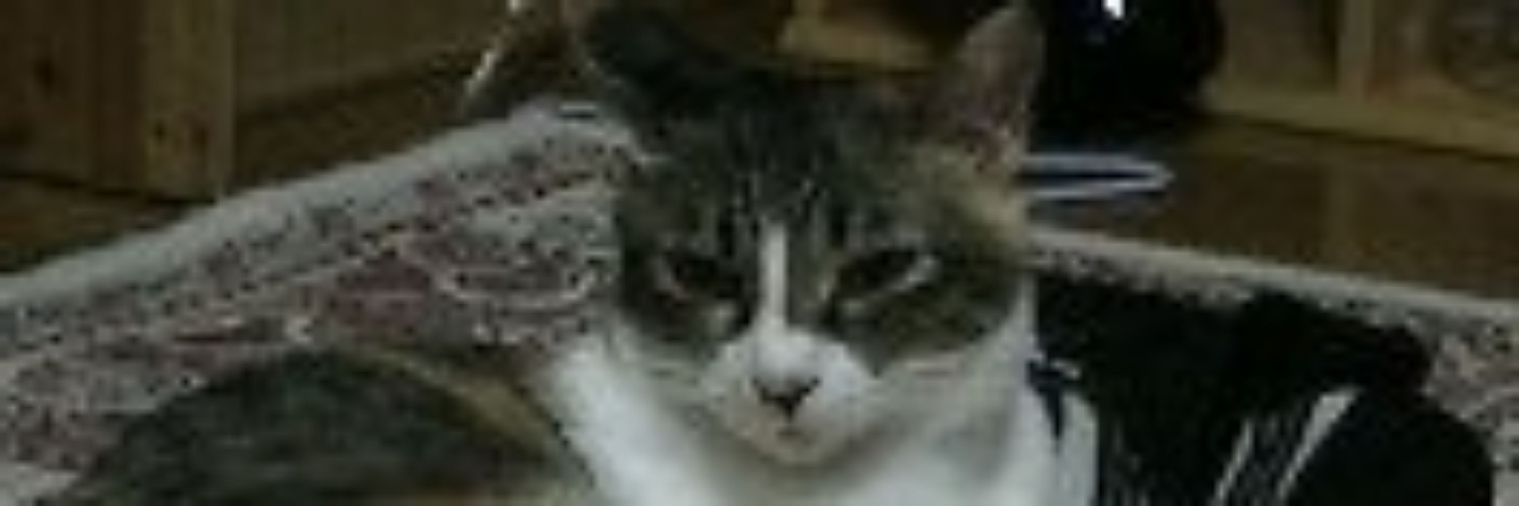 ときわじーじ(ブルスカモード)