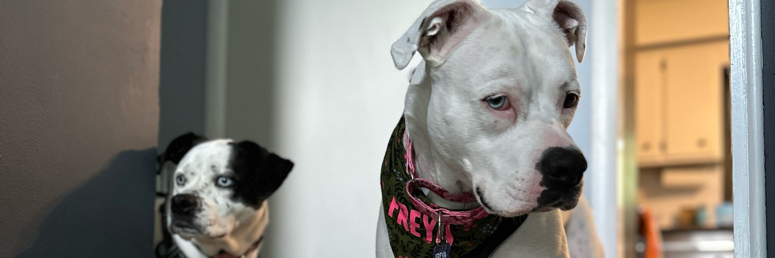 The Dottie and Freya Show