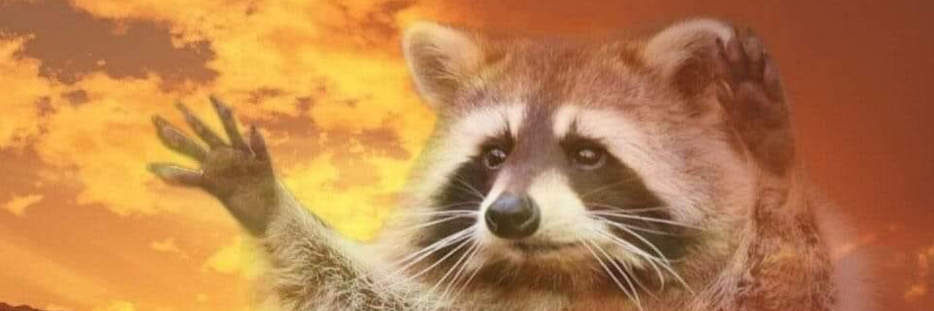 🦝