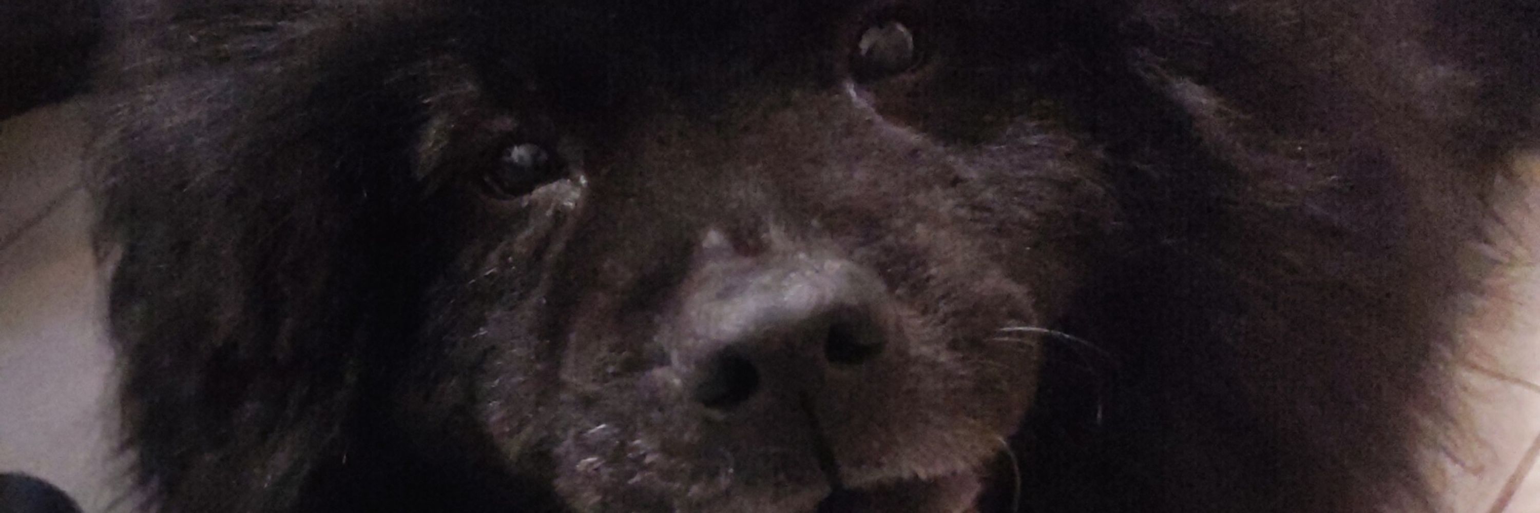 NaNü