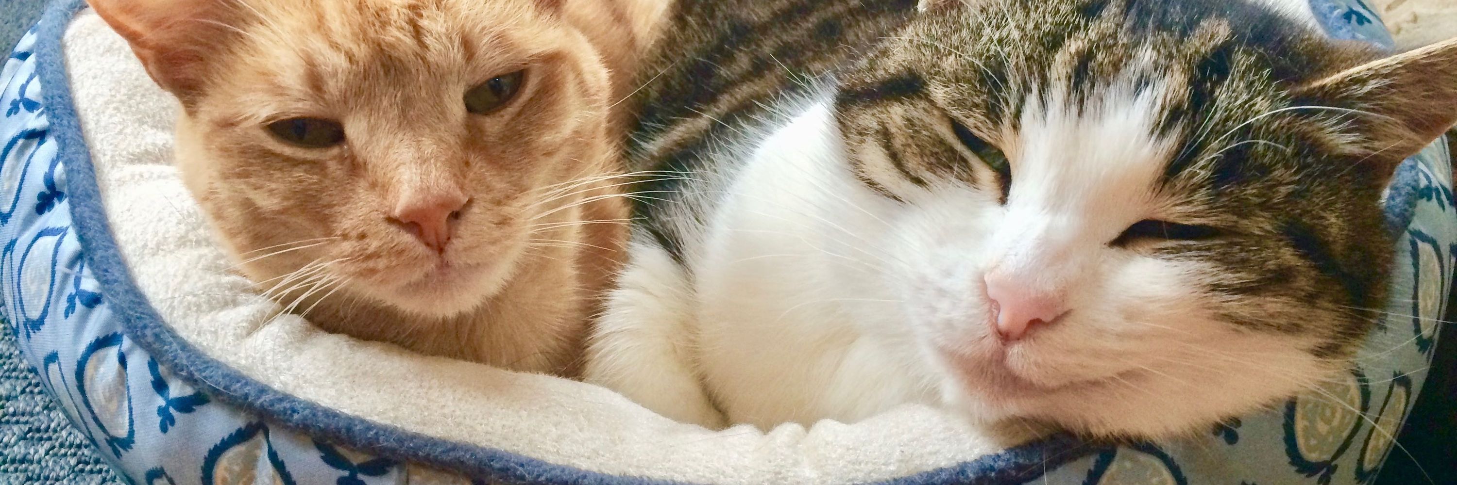 Whiskers, Tails and Ferals (NorCal Animal rescue)