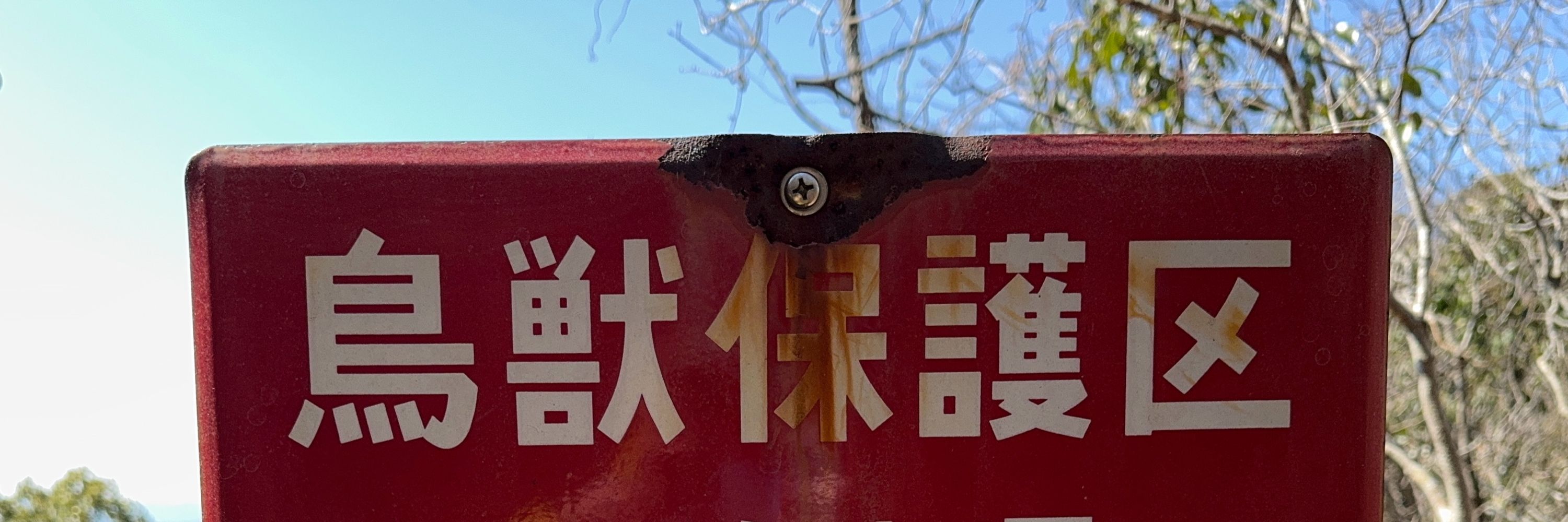 🪰キチキチゼミ(カメムシ目セミ科)