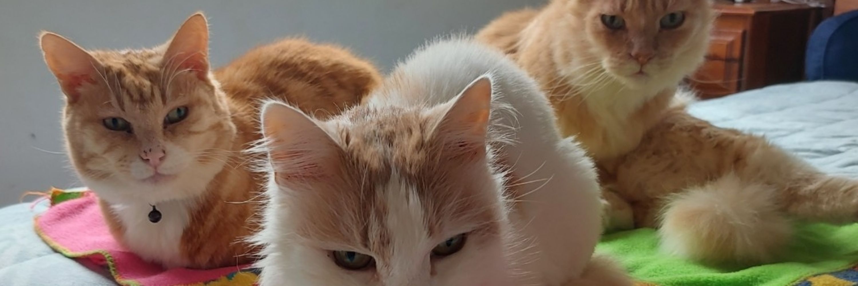 MikeCatDaddy