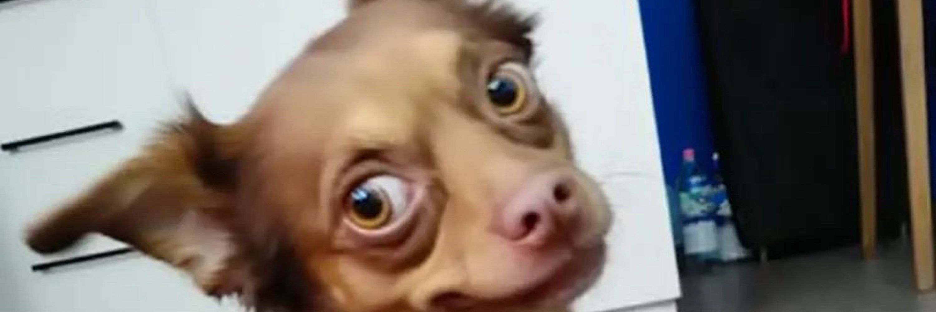 Miguelzinho 