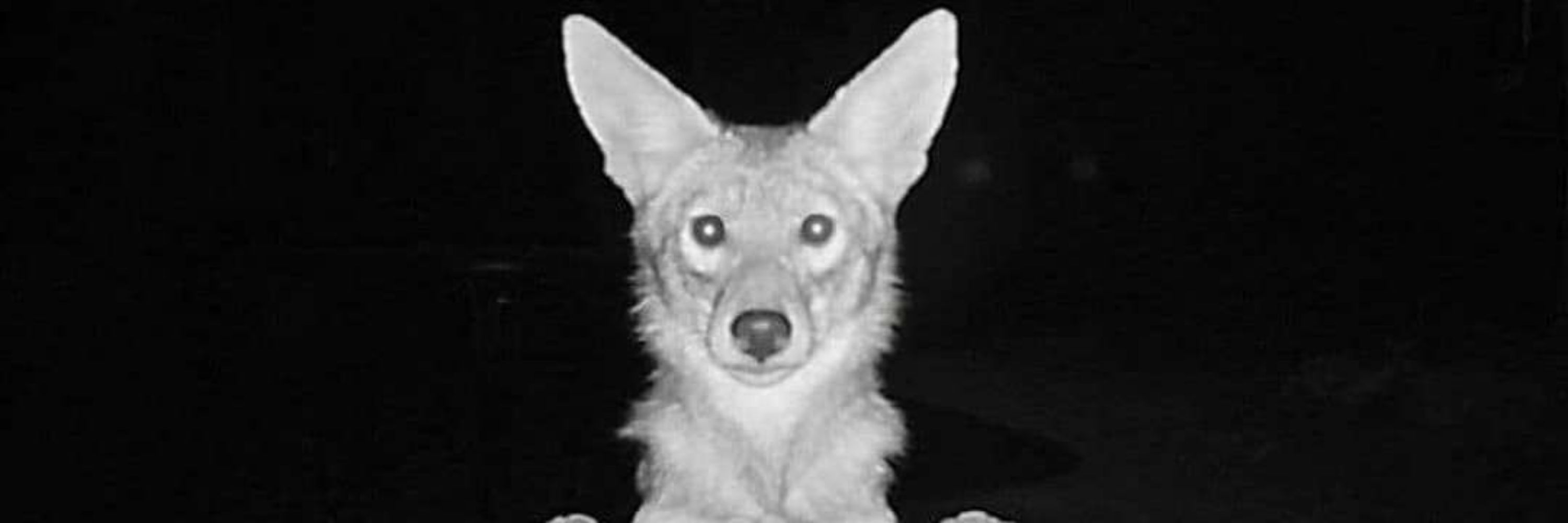 SOKONI coyote 