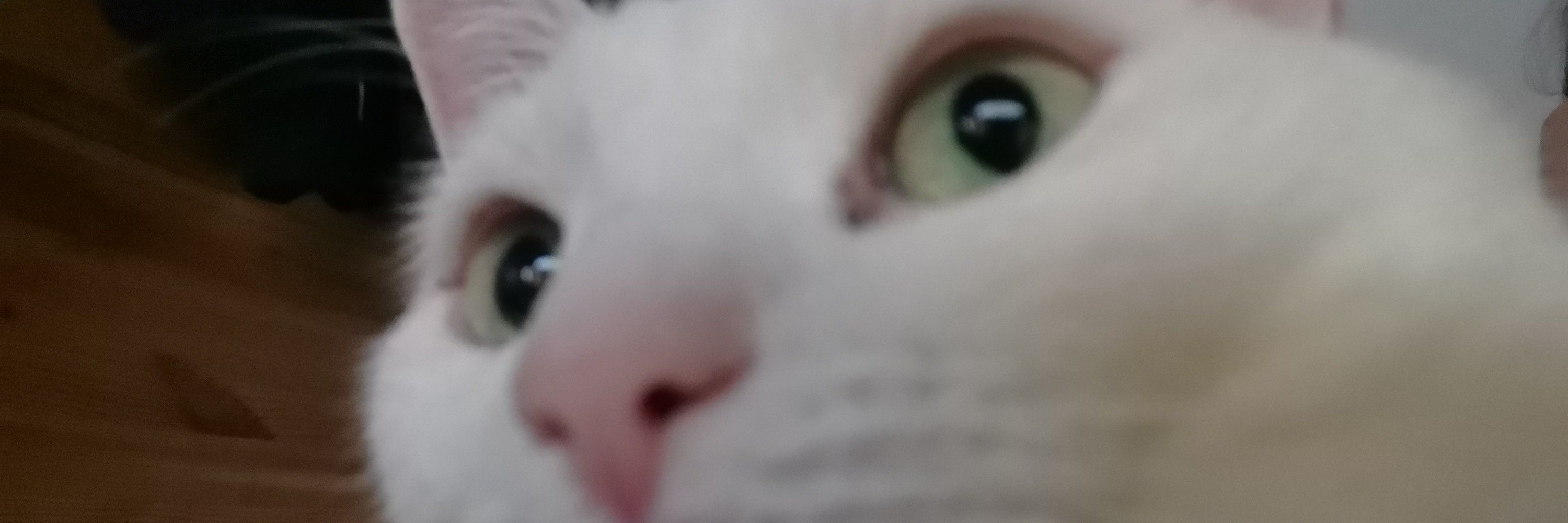 Tammo