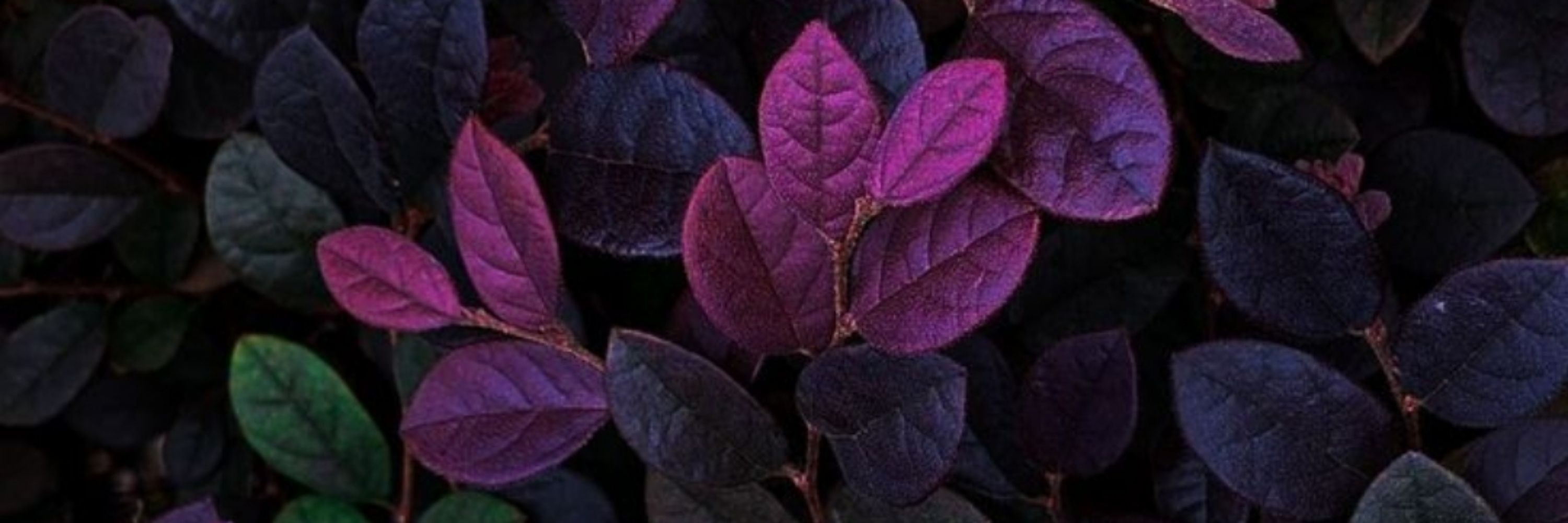 Denise | Eclipsic Herbs