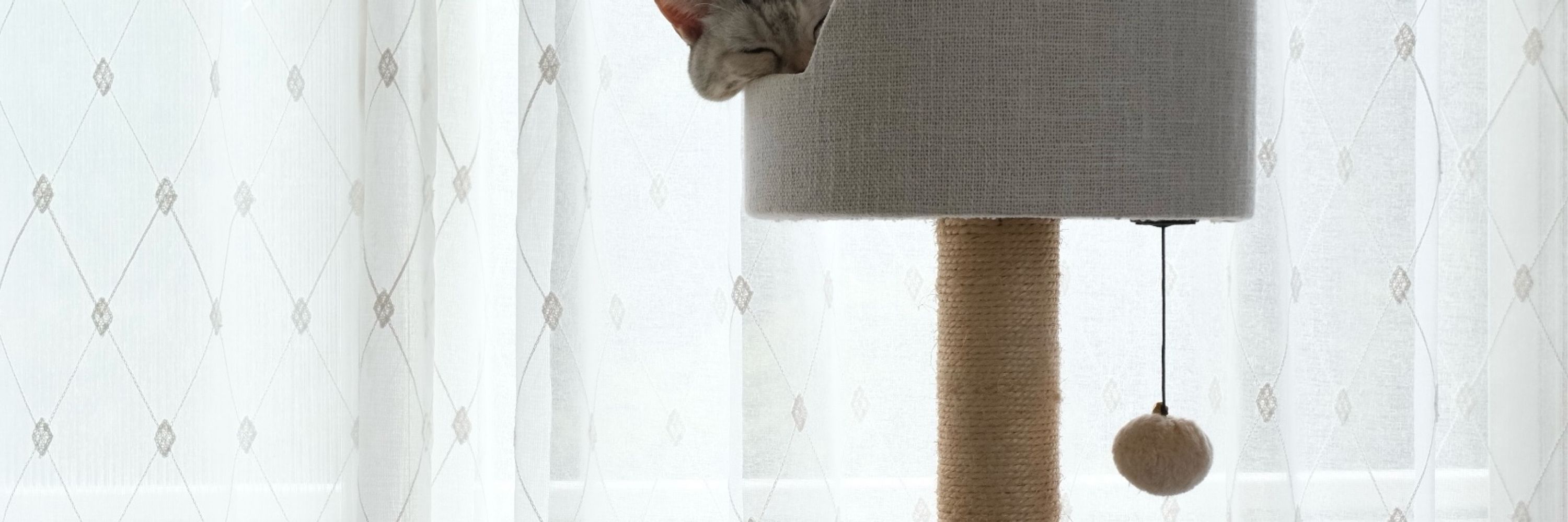 いずみ