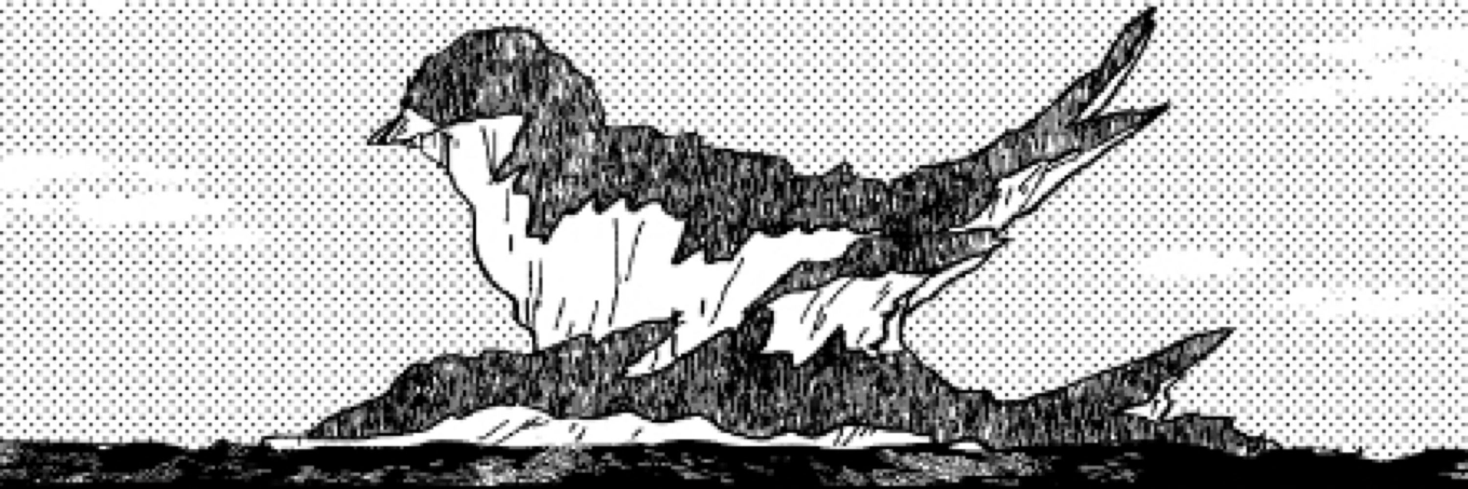 lokki