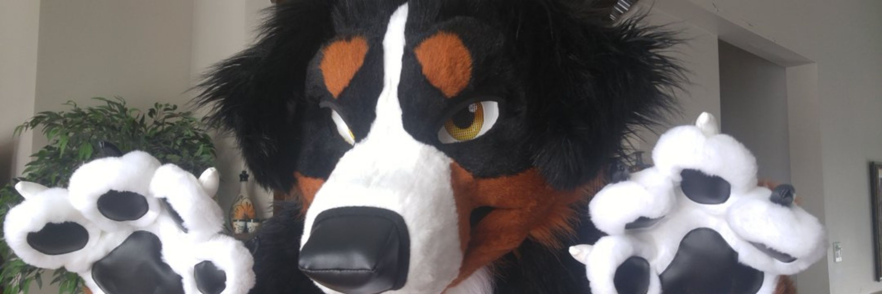 Sheperd Bernese