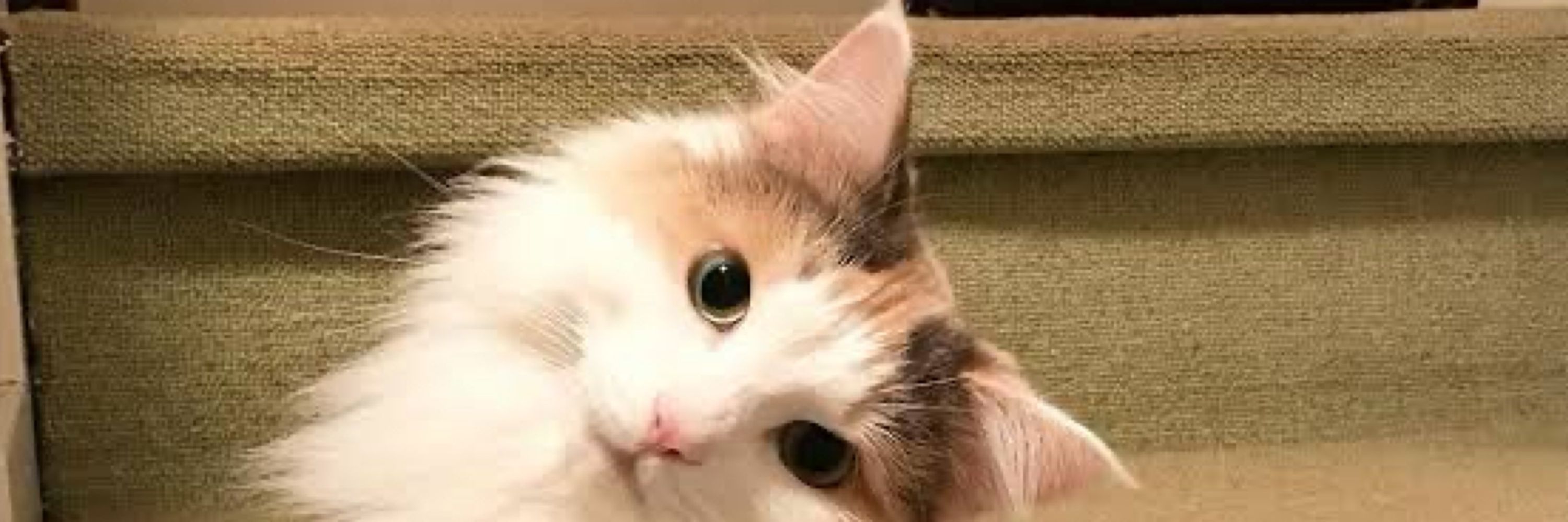 あや