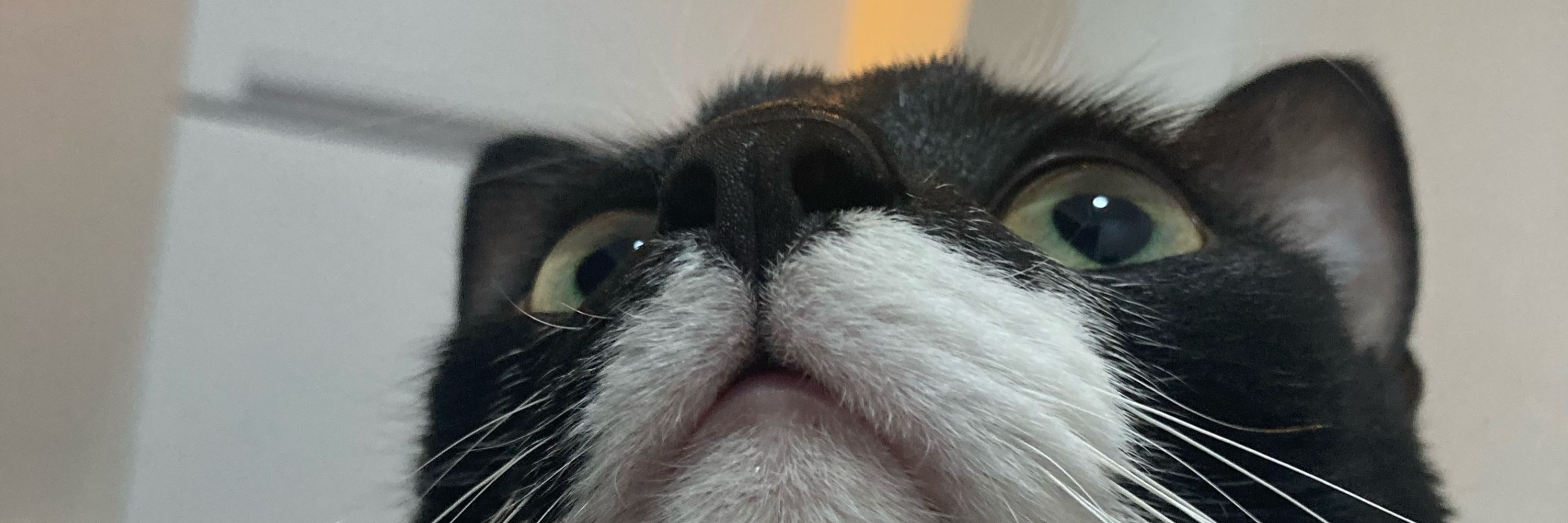 Elias