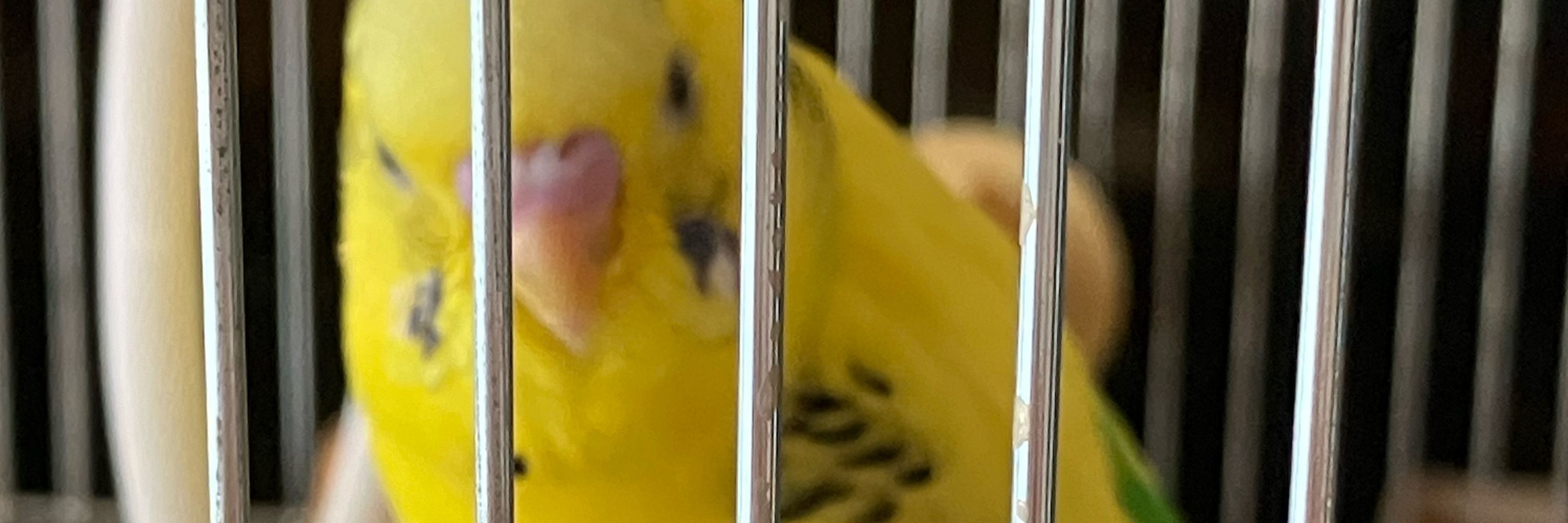ふら瀬はブージャムだった。