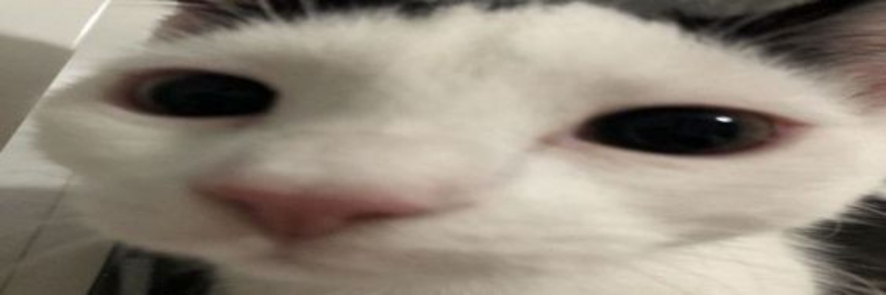 Meel