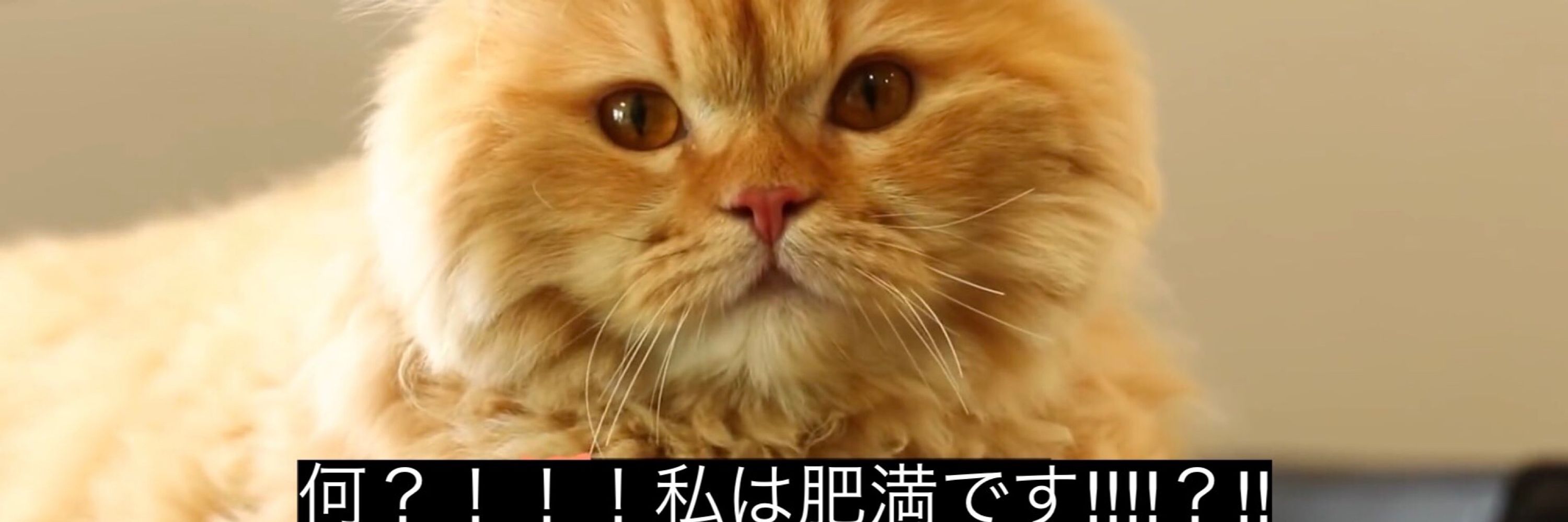 サハラ・アラブ民主共和国てゃん🤍