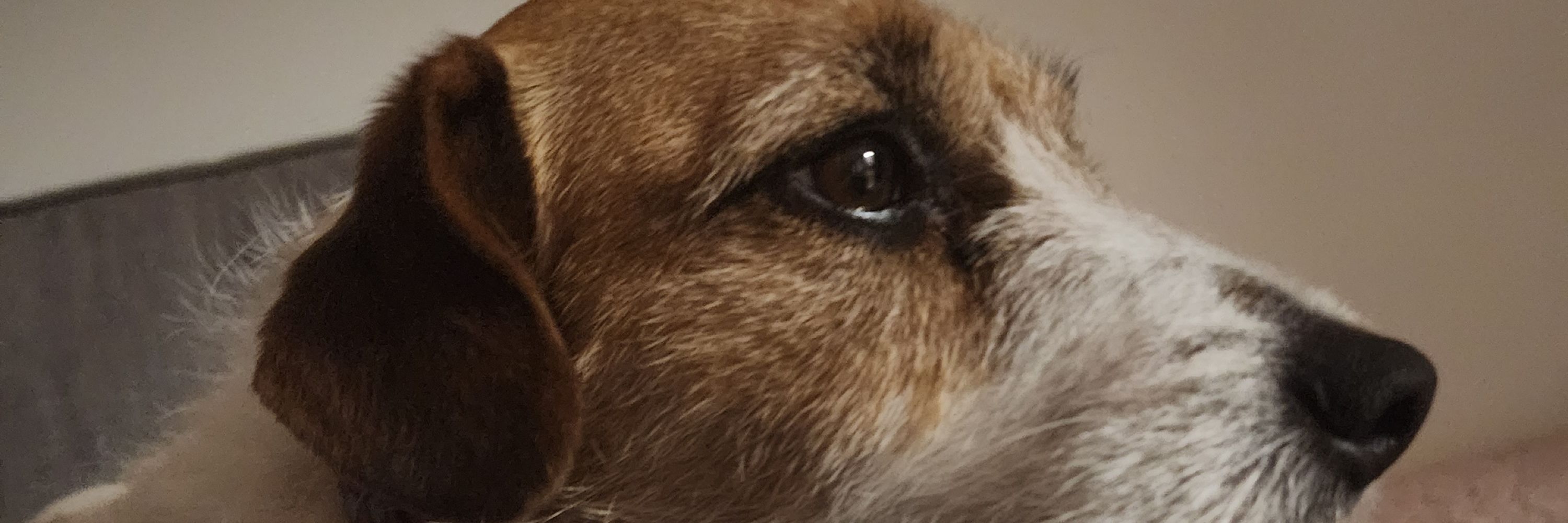 Taz