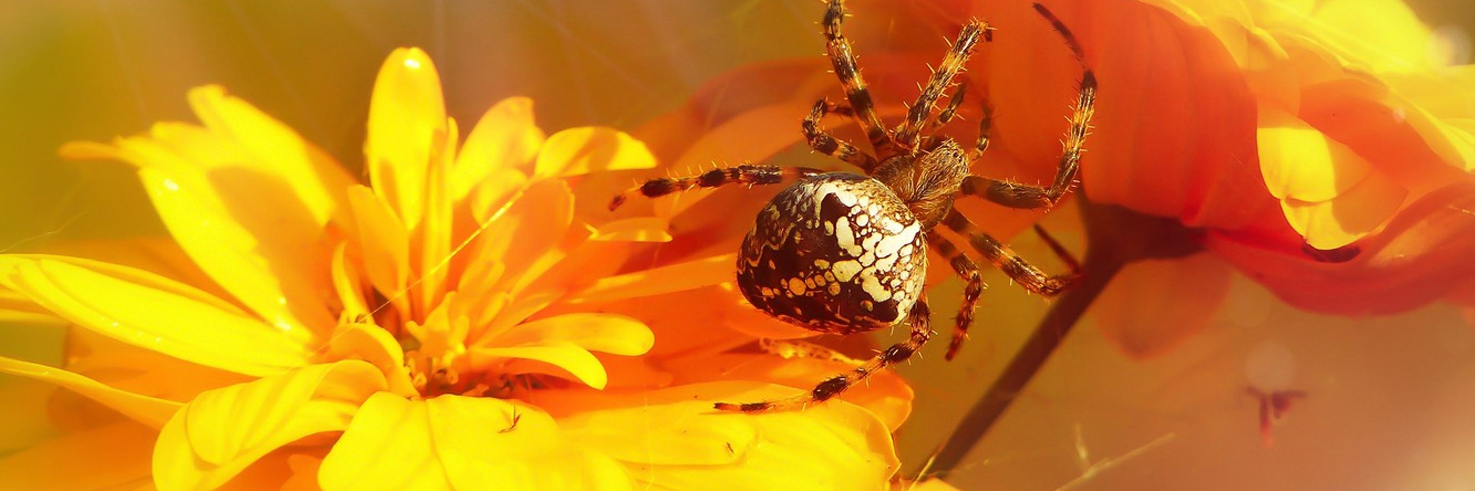 Spider313