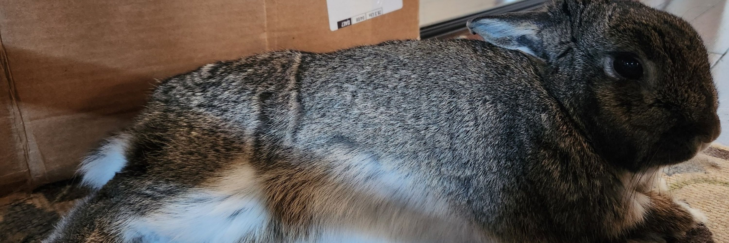 Shrimpz