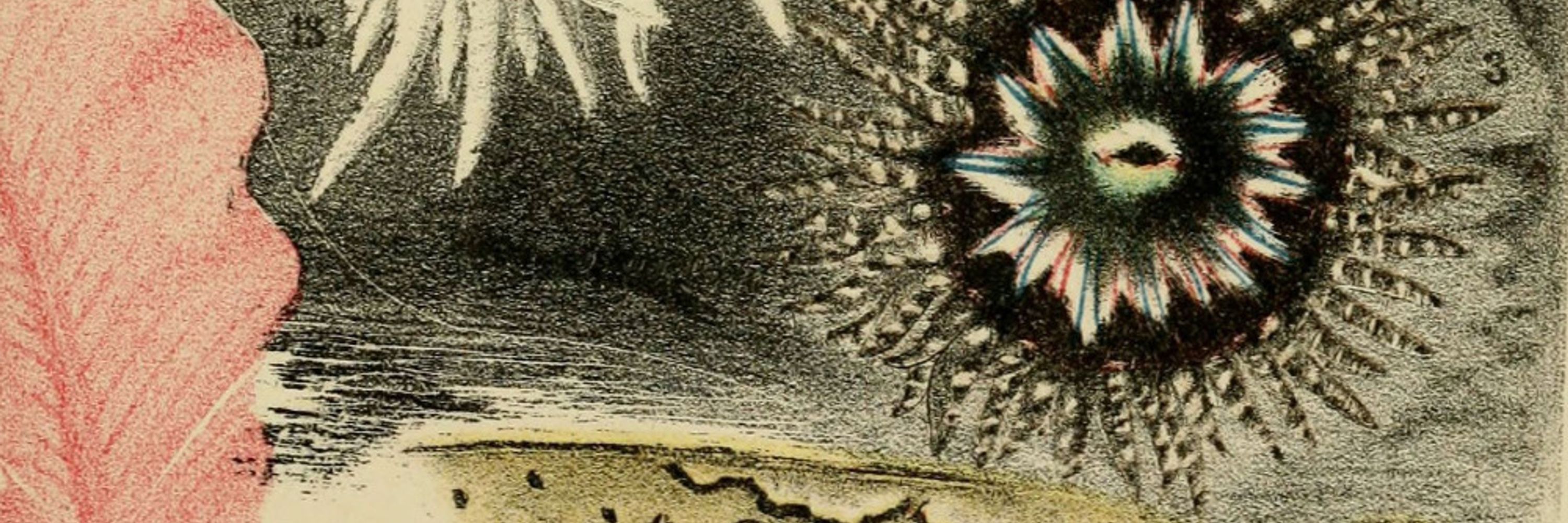 deepstaria