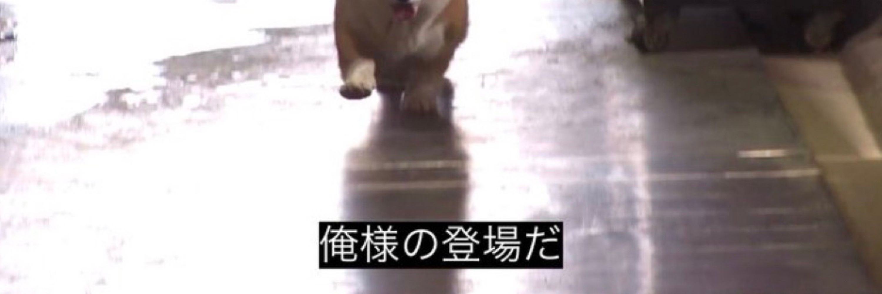うまこ
