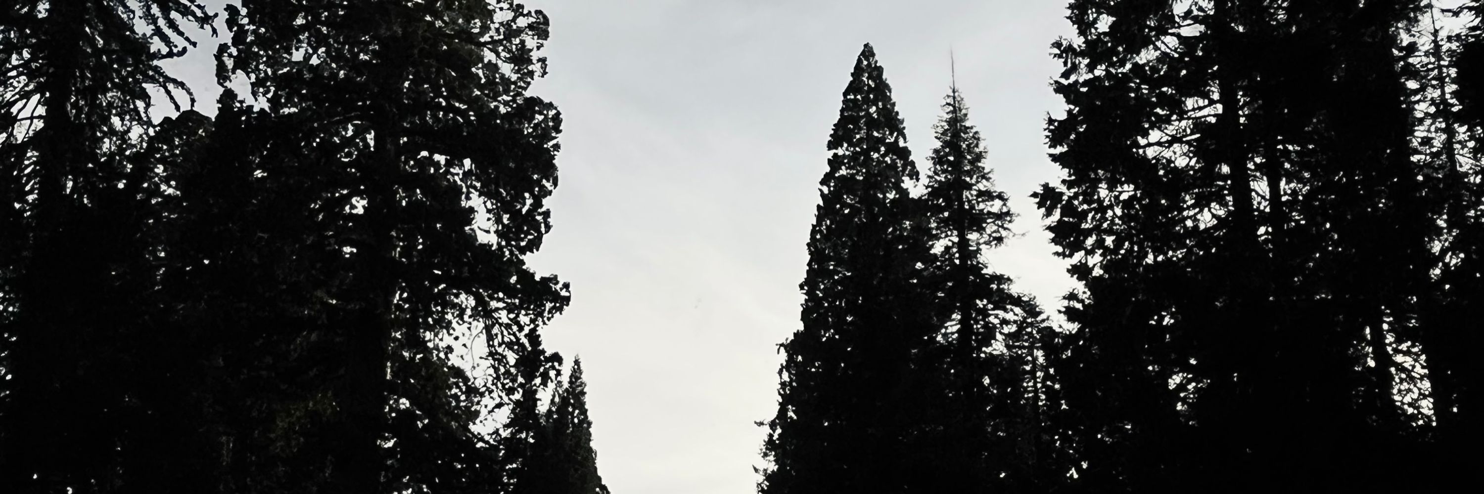 Aleja