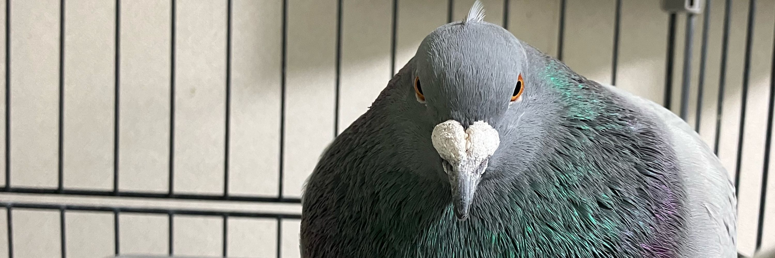ピチクリ