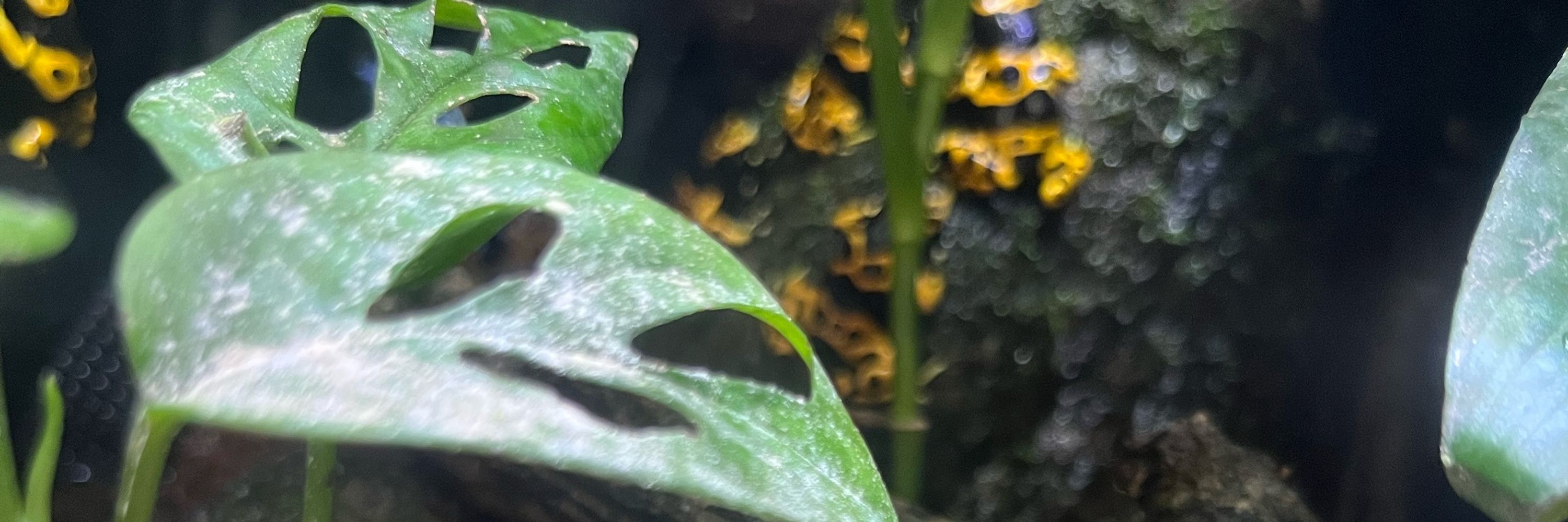 ぽたぽた